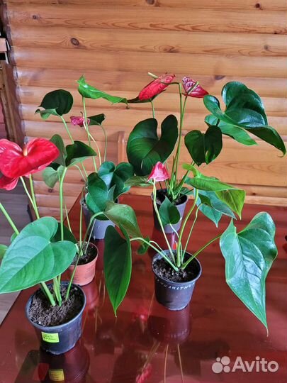 Антуриум Ред Виннер