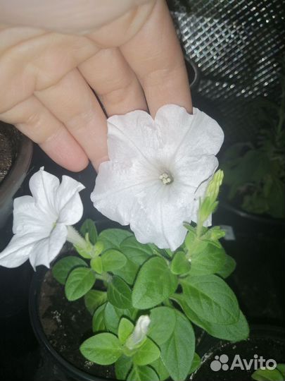 Петуния каскадная