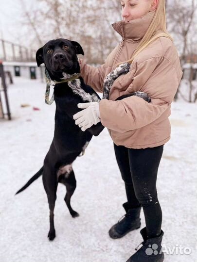 Собака в добрые руки из приюта бесплатно