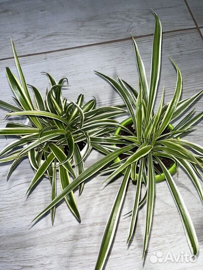 Хлорофитум 2