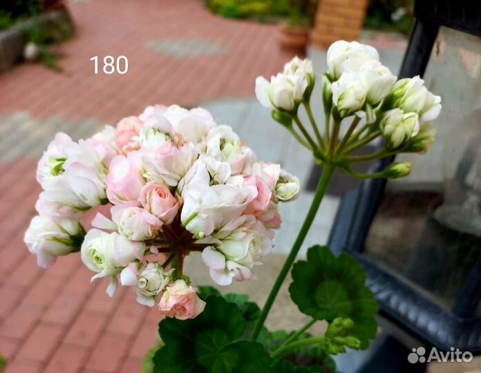 Пеларгония герань