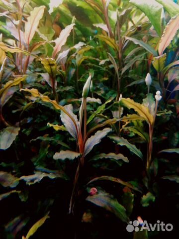 Аквариумные растения и декор