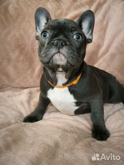 Щенок французского бульдога