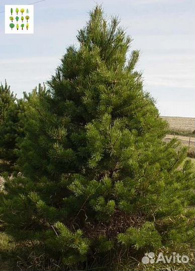 Крупномер сосна с гарантией