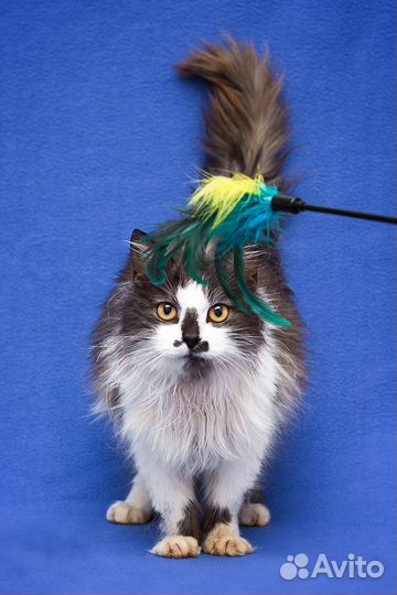 Шикарный Маркиз в хорошие руки