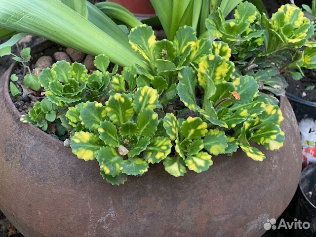 Почвопокровные растения. Ирис карликовый Астранция