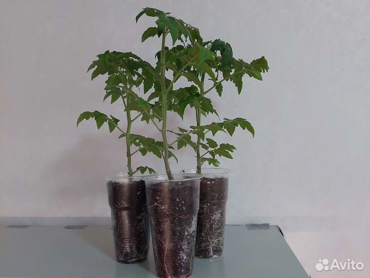 Рассада томатов, перцев, баклажан