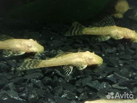 Сомики анциструсы - белые и серые