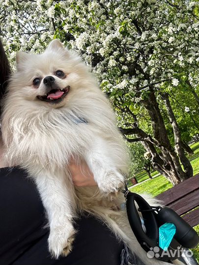 Померанский шпиц (Первая вязка) кобель