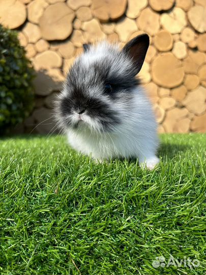 Самый большой выбор карликовых кроликов