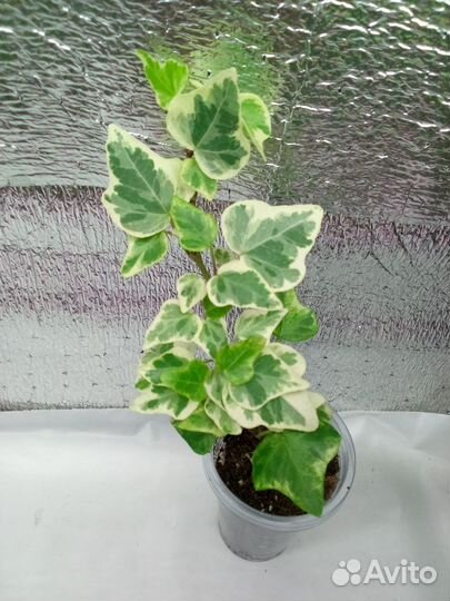 Комнатные цветочки разные