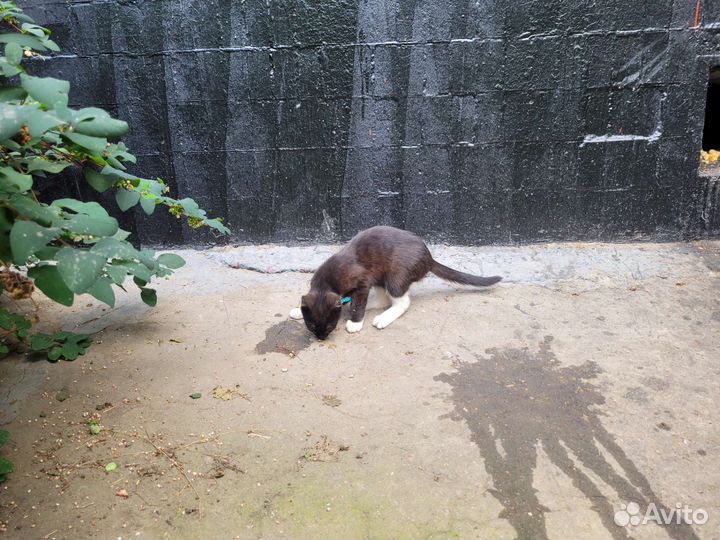 Котики нуждаются в помоши