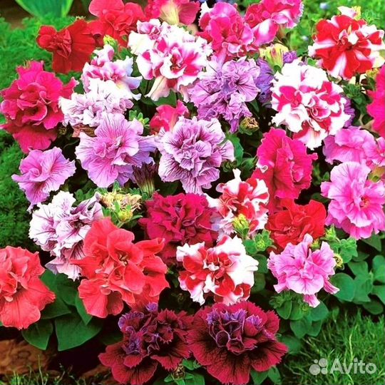 Рассада петунии махровой