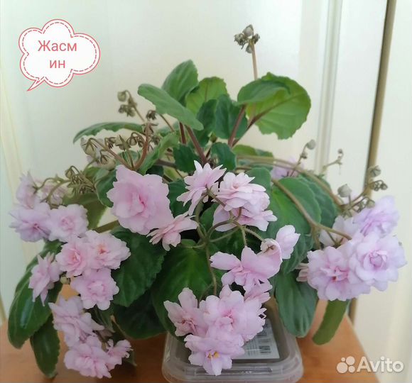 Сортовые фиалки