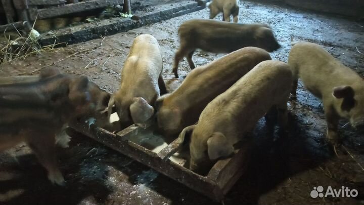 Ландрас-дюрок(помесь)