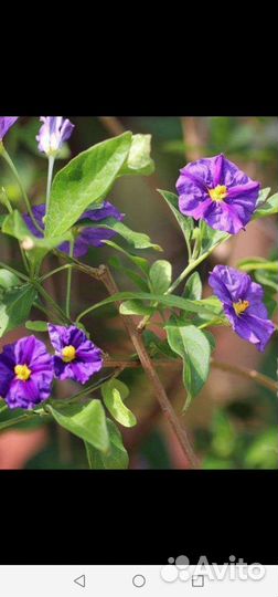 Картофельное дерево