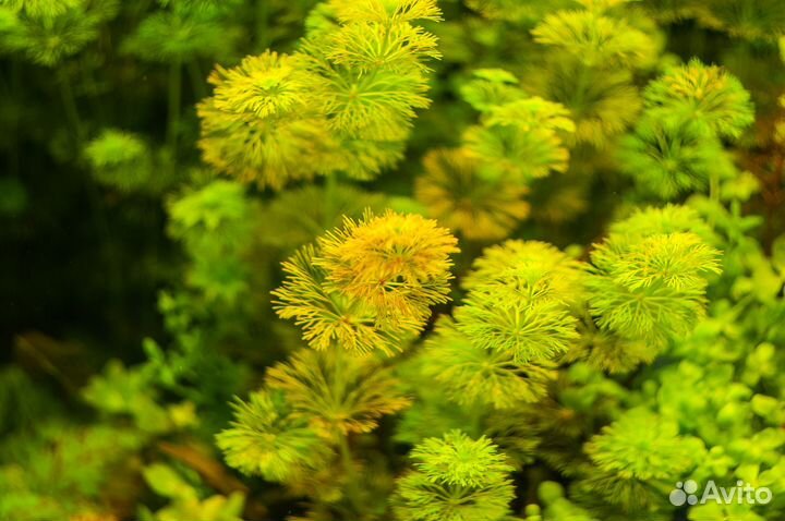 Аквариумные растения