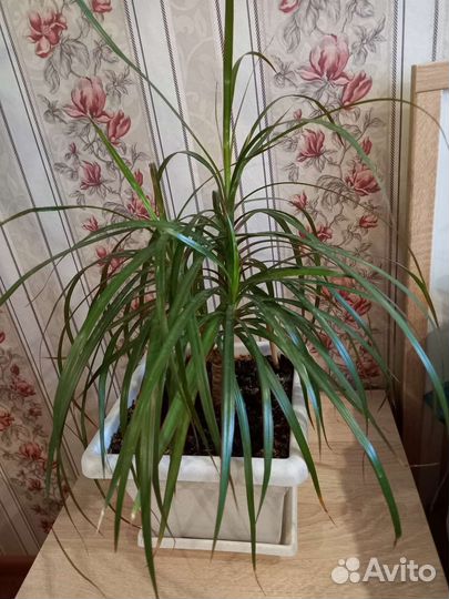 Драцена маргината