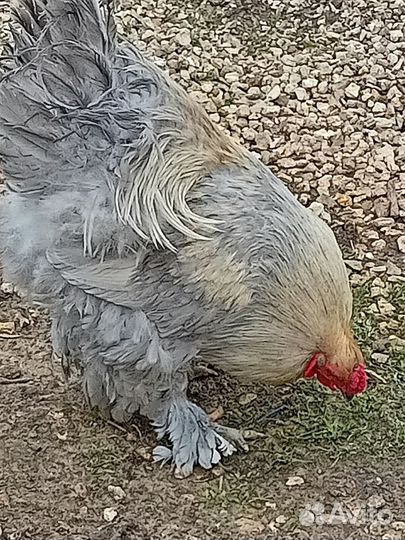 Петух брама