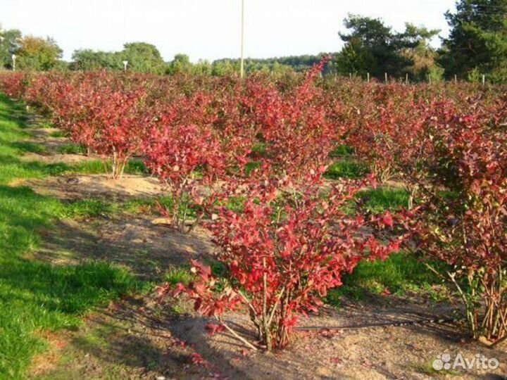 Голубика саженцы