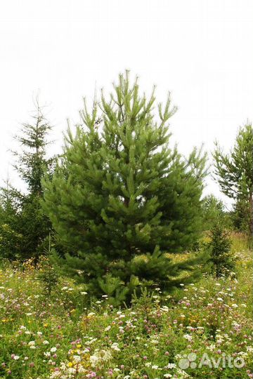 Сосна обыкновенная 3 метра