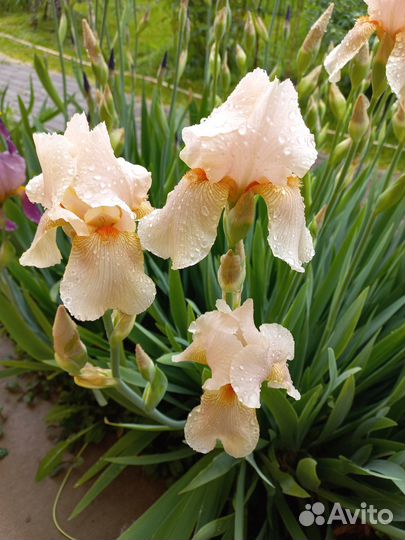 Ирисы бородатые сортовые