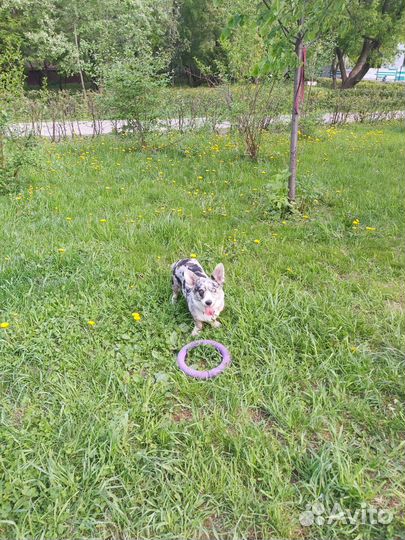 Выгул собак