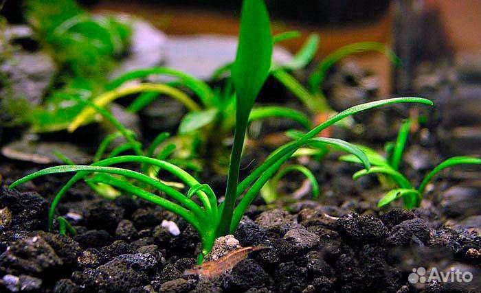 Криптокорина Парва (Cryptocoryne parva)
