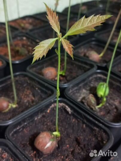 Красный дуб саженец зкс