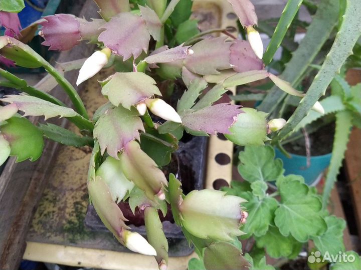 Цветы декабристы