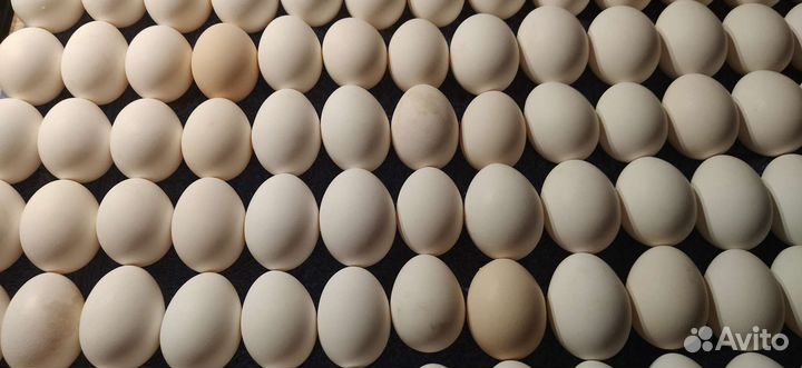 Домашние куриные яйца
