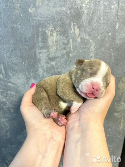 Американский булли покет щенки