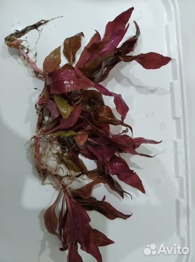 Улитки теодоксус, растения для аквариума и другое