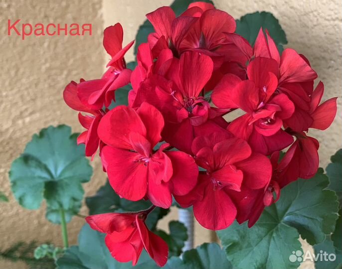 Пеларгония герань 3