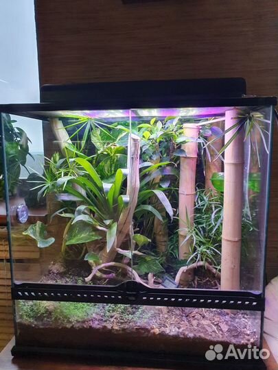 Террариум Exo Terra 60x45x60 с геконом