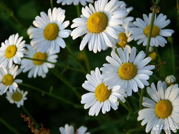 Нивянник обыкновенный