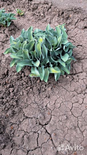 Хоста (декоративно-лиственные многолет. растения)