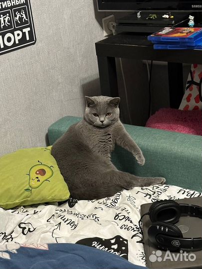 Британская