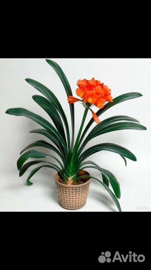 Кливия, щучий хвост, хлорофиллум