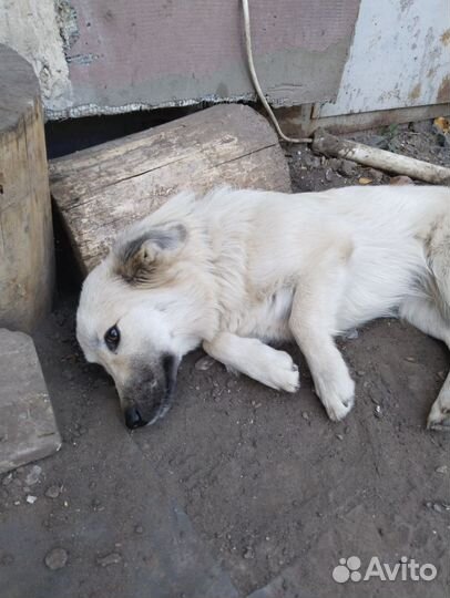 Собака в добрые руки