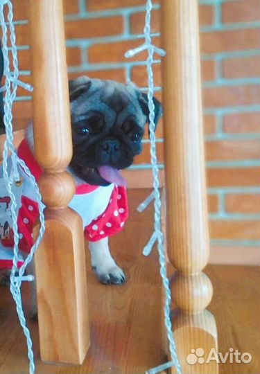 Щенки мопса черные