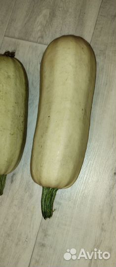 Кабачки домашние