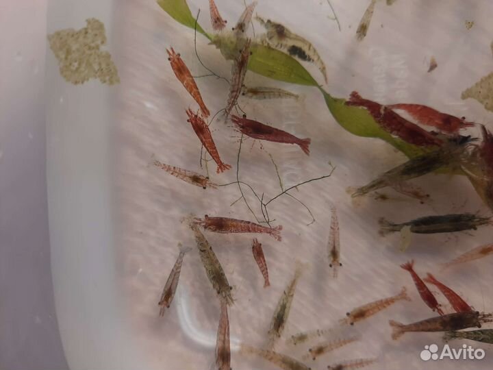 Аквариумные креветки