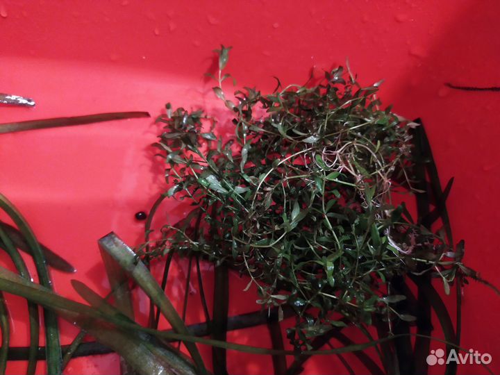 Растения для аквариума