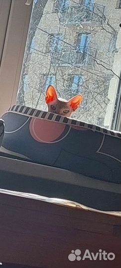 Кот вязка