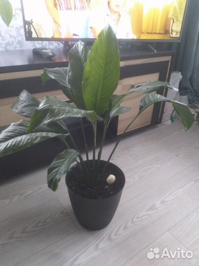 Спатифиллум Королевский