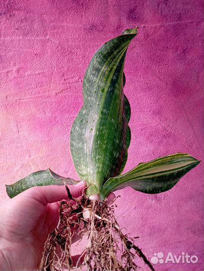 Вариегатная сансевиерия Малави Миднайт