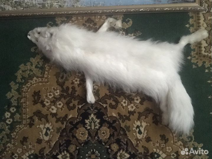 Шкура песца