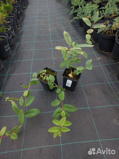 Жимолость Восторг