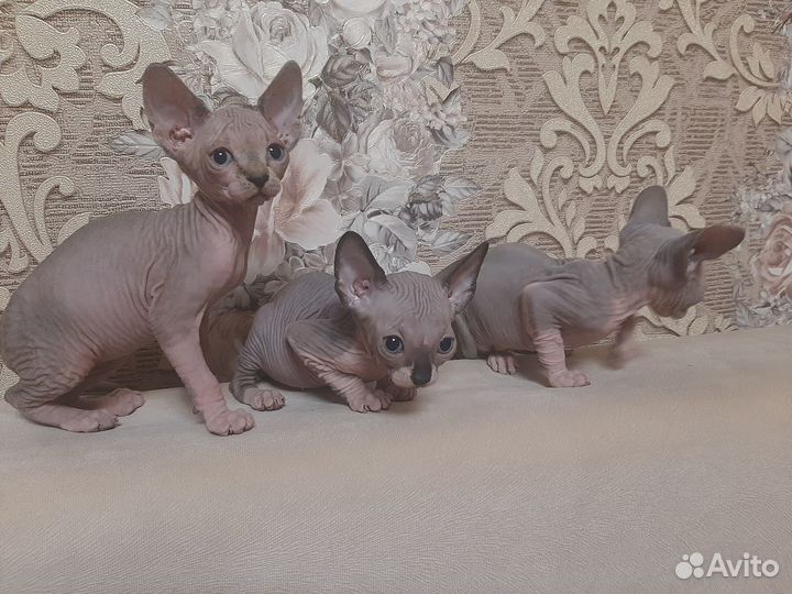 Канадский сфинкс